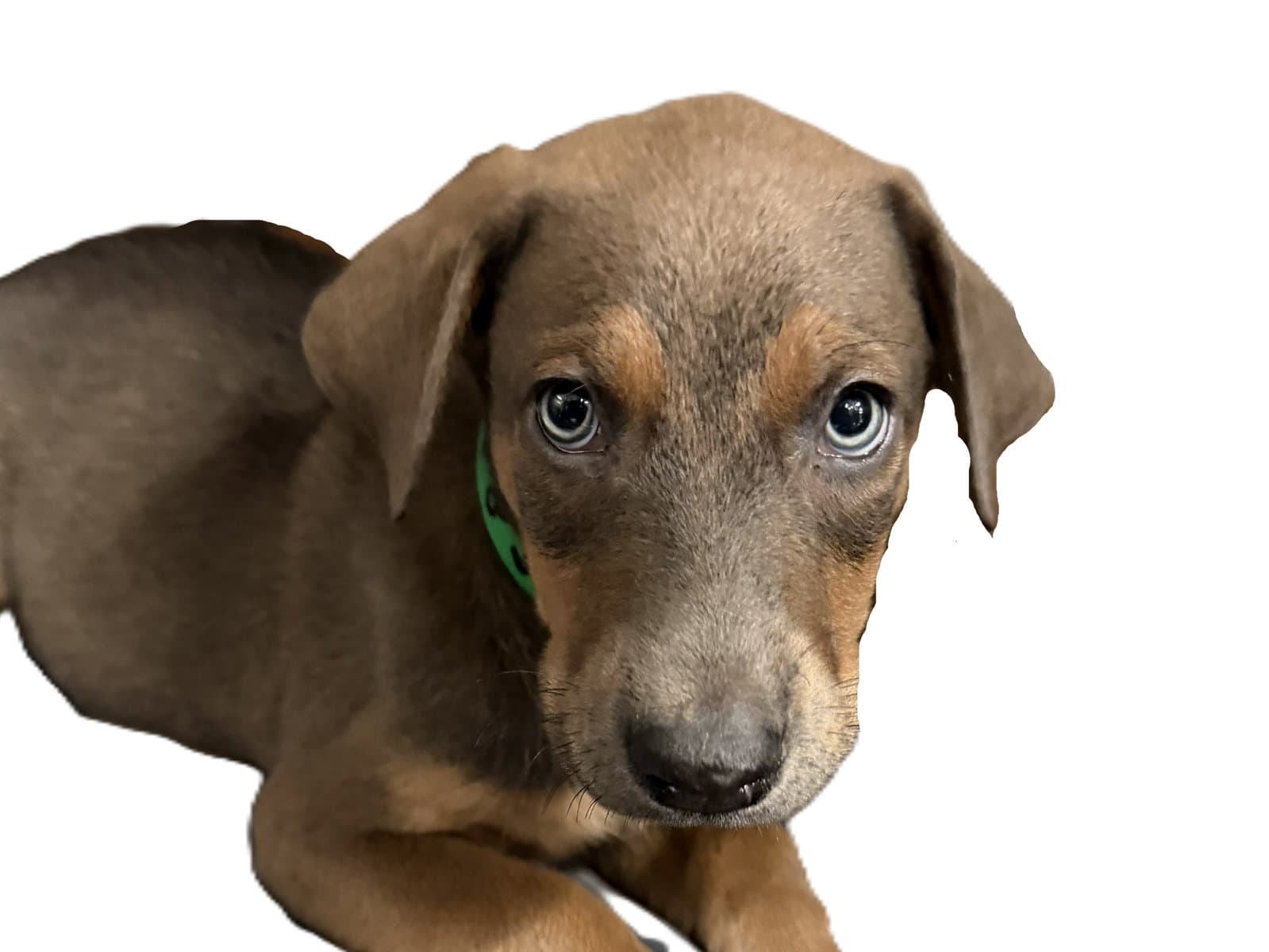 Jerry - Doberman Pinscher