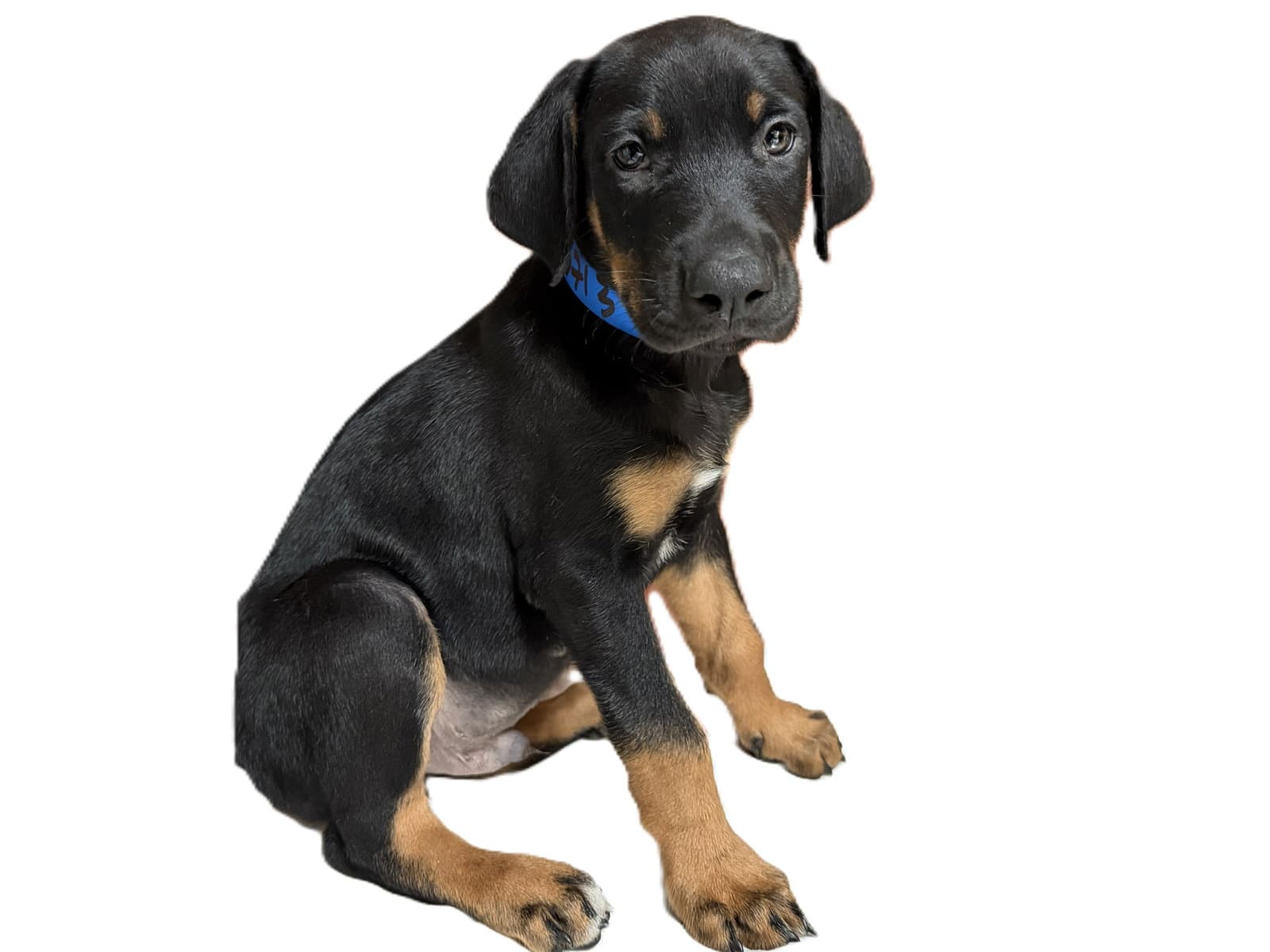 Tommy - Doberman Pinscher