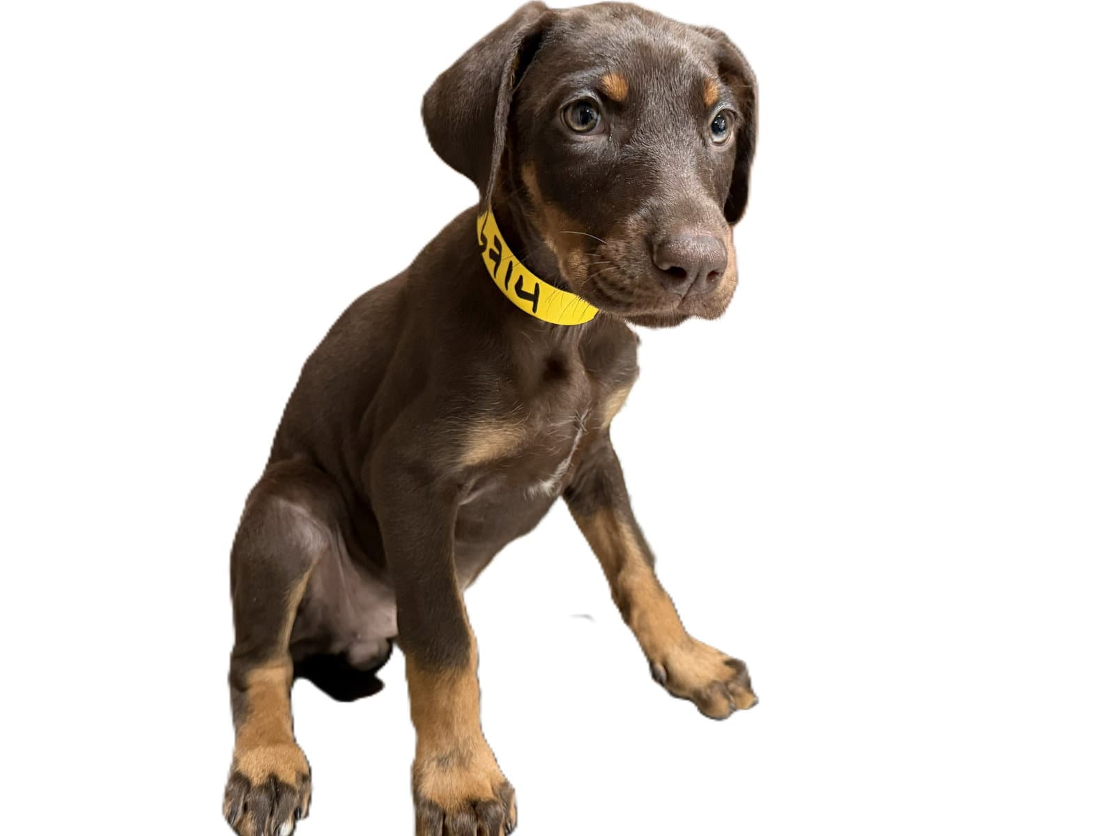 Jenny - Doberman Pinscher