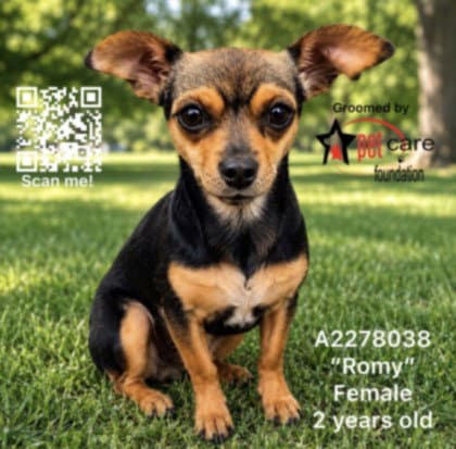 Romy - Chihuahua