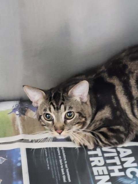 Unknown - Domestic Short Hair