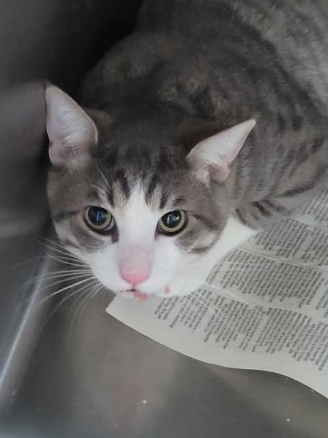 Unknown - Domestic Short Hair