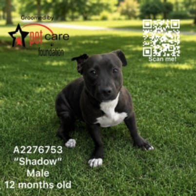 Shadow - Pit Bull Terrier