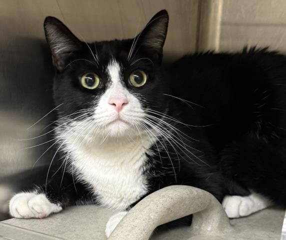 Milo - Domestic Short Hair