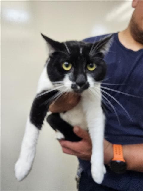 Howl - Domestic Short Hair