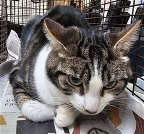 Moon - Domestic Short Hair