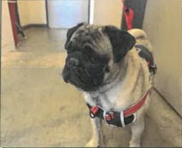 Rocco image 1