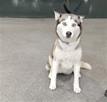 Lassy - Siberian Husky