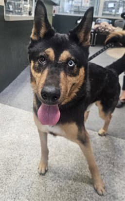 Oso - German Shepherd Dog