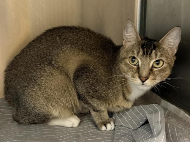 Sky - Abyssinian