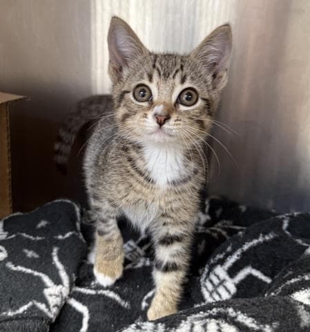 Momo - Domestic Short Hair