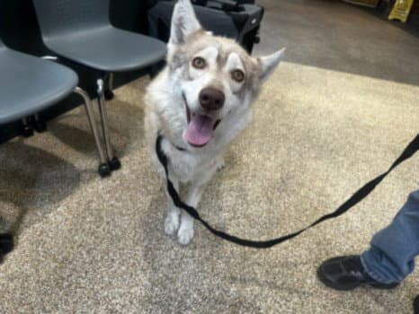 Mickey - Siberian Husky