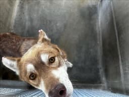 Doug image 1