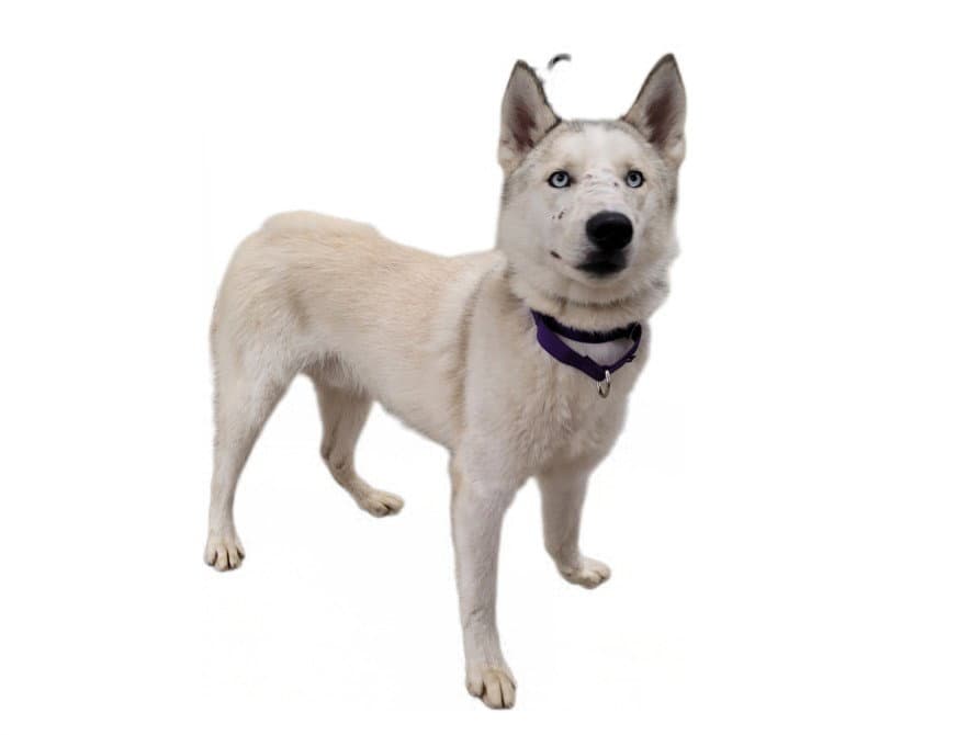 Snow - Alaskan Malamute