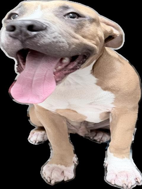Max - Pit Bull Terrier