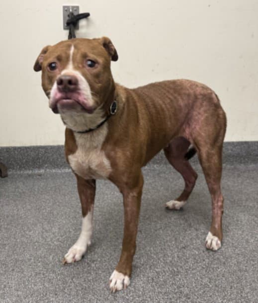 Louis - Pit Bull Terrier
