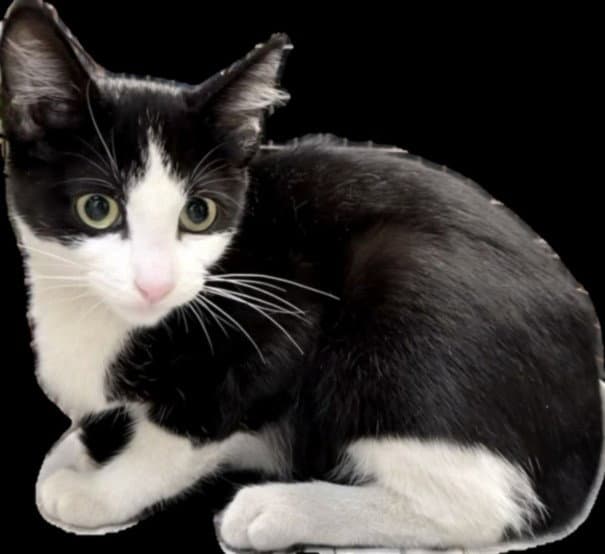 Lucy - Domestic Short Hair