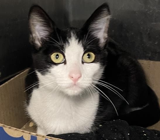 Lucy - Domestic Short Hair