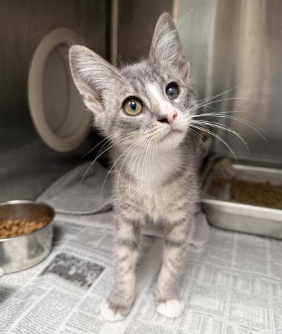 Honey Dew - Domestic Short Hair
