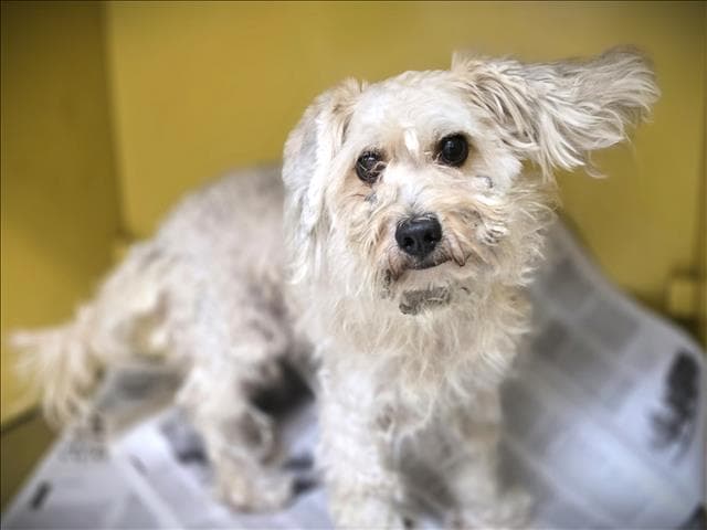 Bentely - Poodle (Miniature)