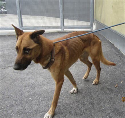 Jojo - Belgian Shepherd Malinois