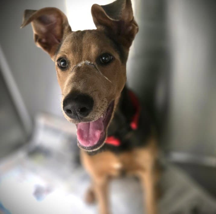 Chevy - German Shepherd Dog