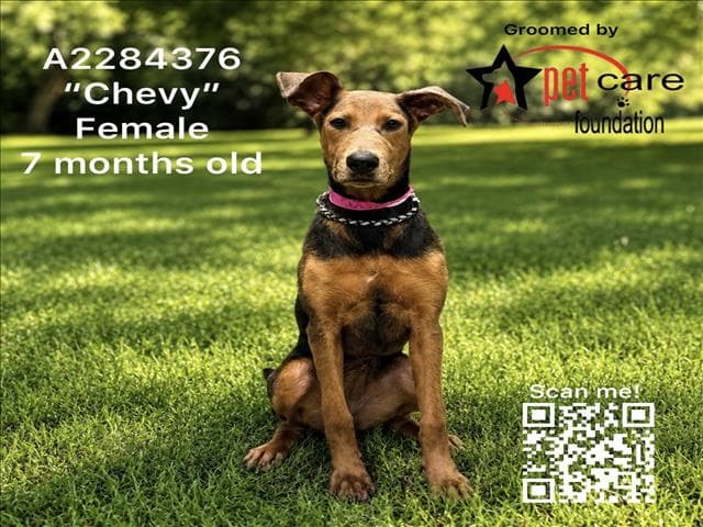 Chevy - German Shepherd Dog