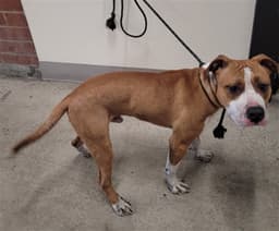 Canelo image 1