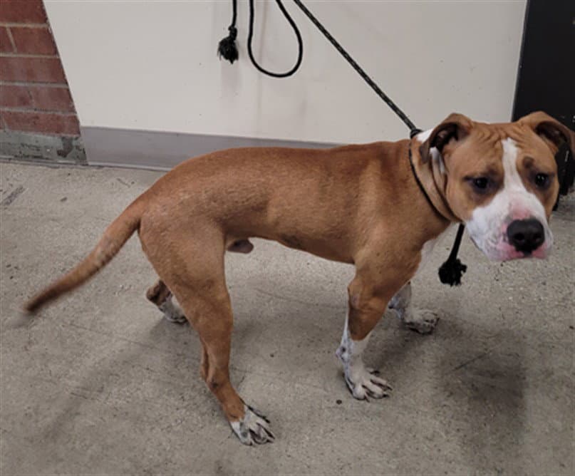 Canelo - Pit Bull Terrier