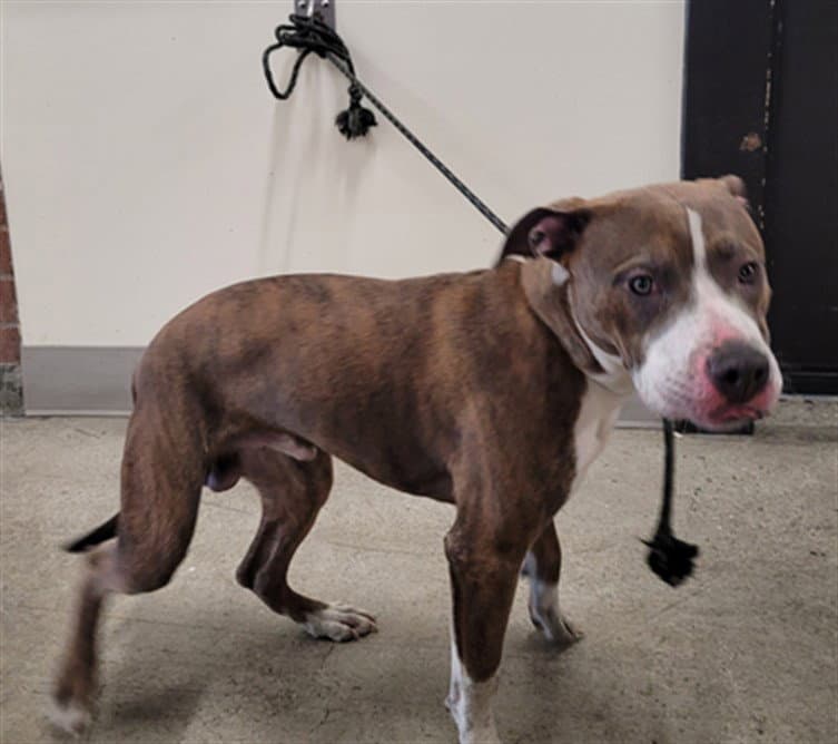 Timmy - American Pit Bull Terrier
