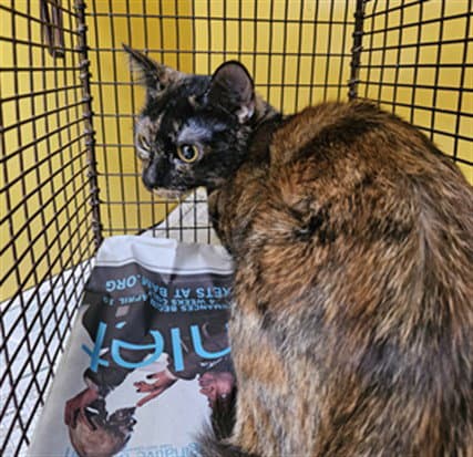 Ceferina - Domestic Short Hair