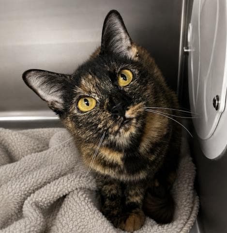 Ceferina - Domestic Short Hair