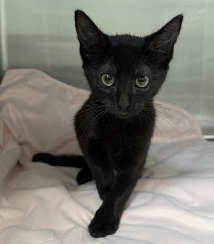 Diane - Domestic Short Hair