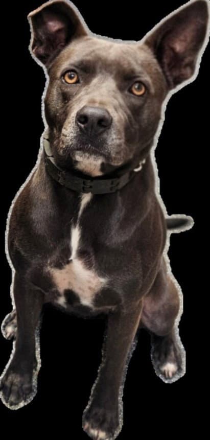 Riley - Pit Bull Terrier
