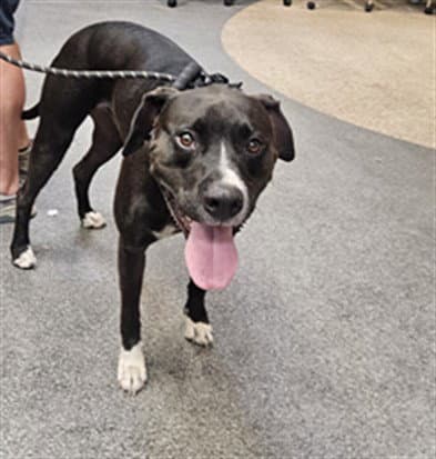 Rambutan - Pit Bull Terrier