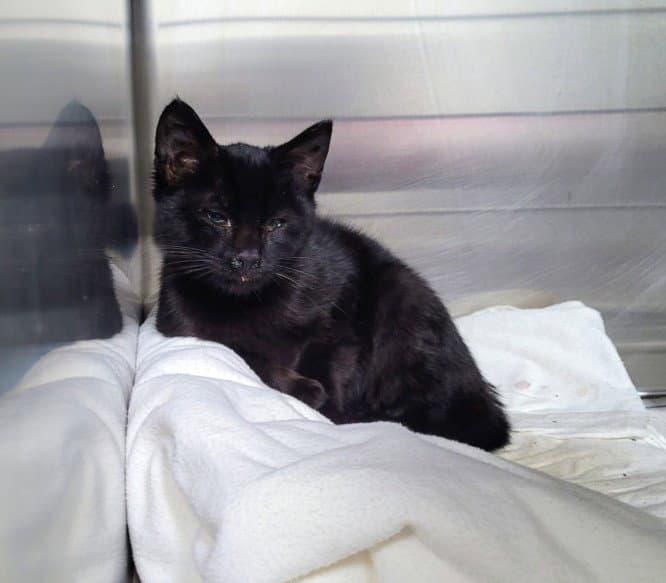 Willow - Domestic Short Hair