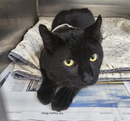 Cesar - Domestic Short Hair
