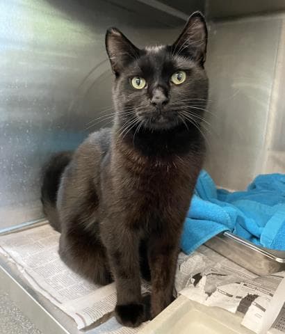 Cesar - Domestic Short Hair