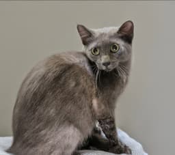 Darcy image 1