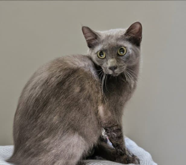 Darcy - Domestic Short Hair
