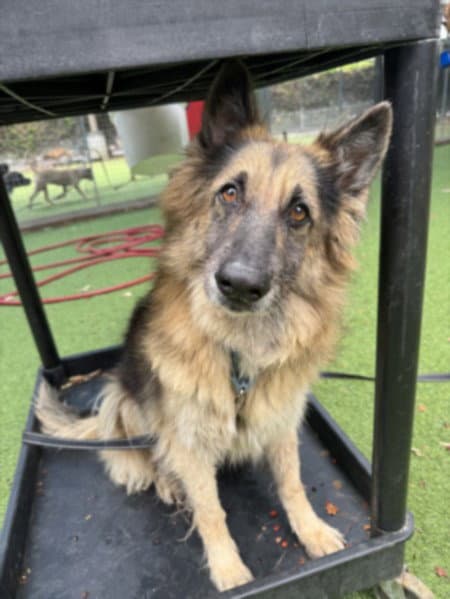 Mai Mai - Belgian Shepherd Tervuren