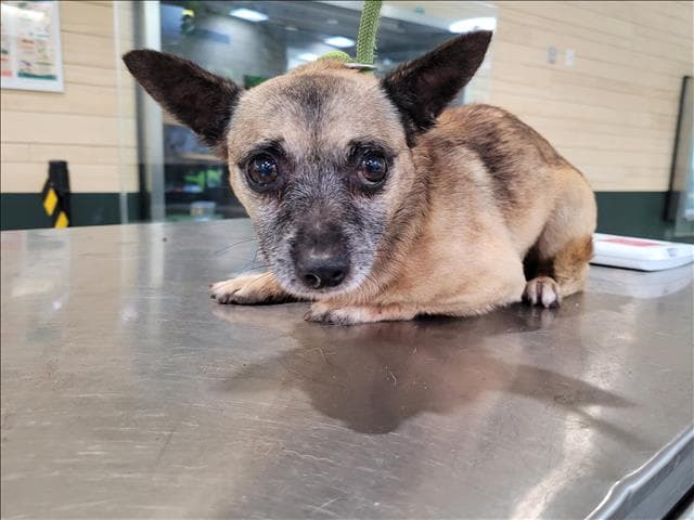 Bali - Chihuahua
