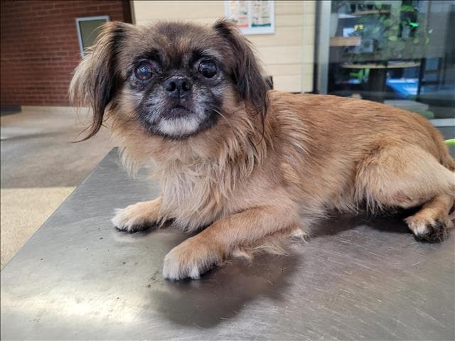 Cairo - Pekingese
