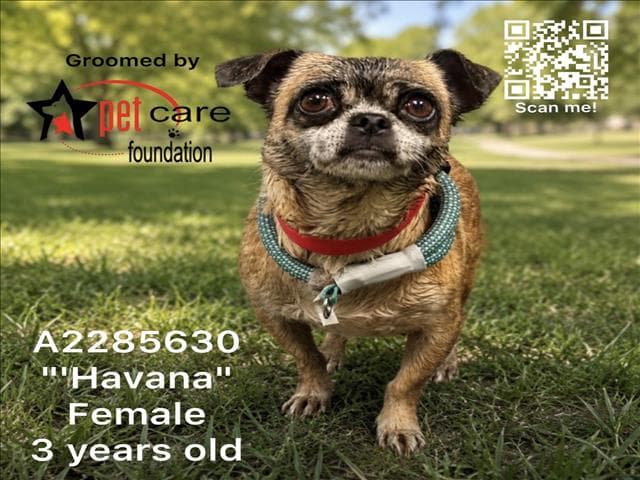 Havana - Pug