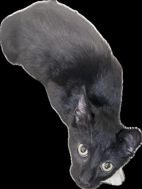 Jan - Domestic Short Hair