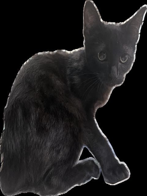 Jim - Domestic Short Hair