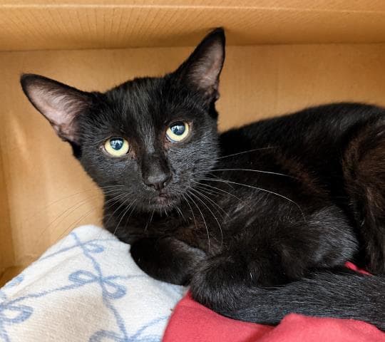 Jim - Domestic Short Hair