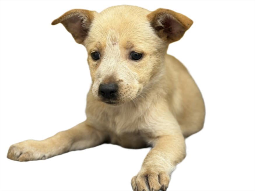 Peach - Australian Cattle Dog/Blue Heeler