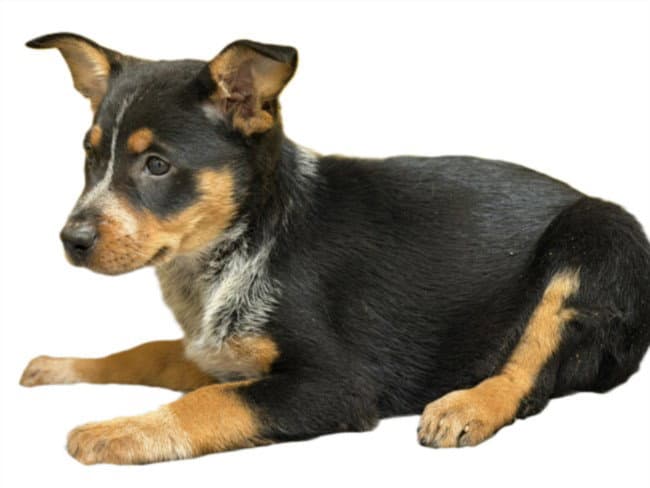 Olive - Australian Cattle Dog/Blue Heeler