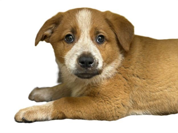 Caramel - Australian Cattle Dog/Blue Heeler